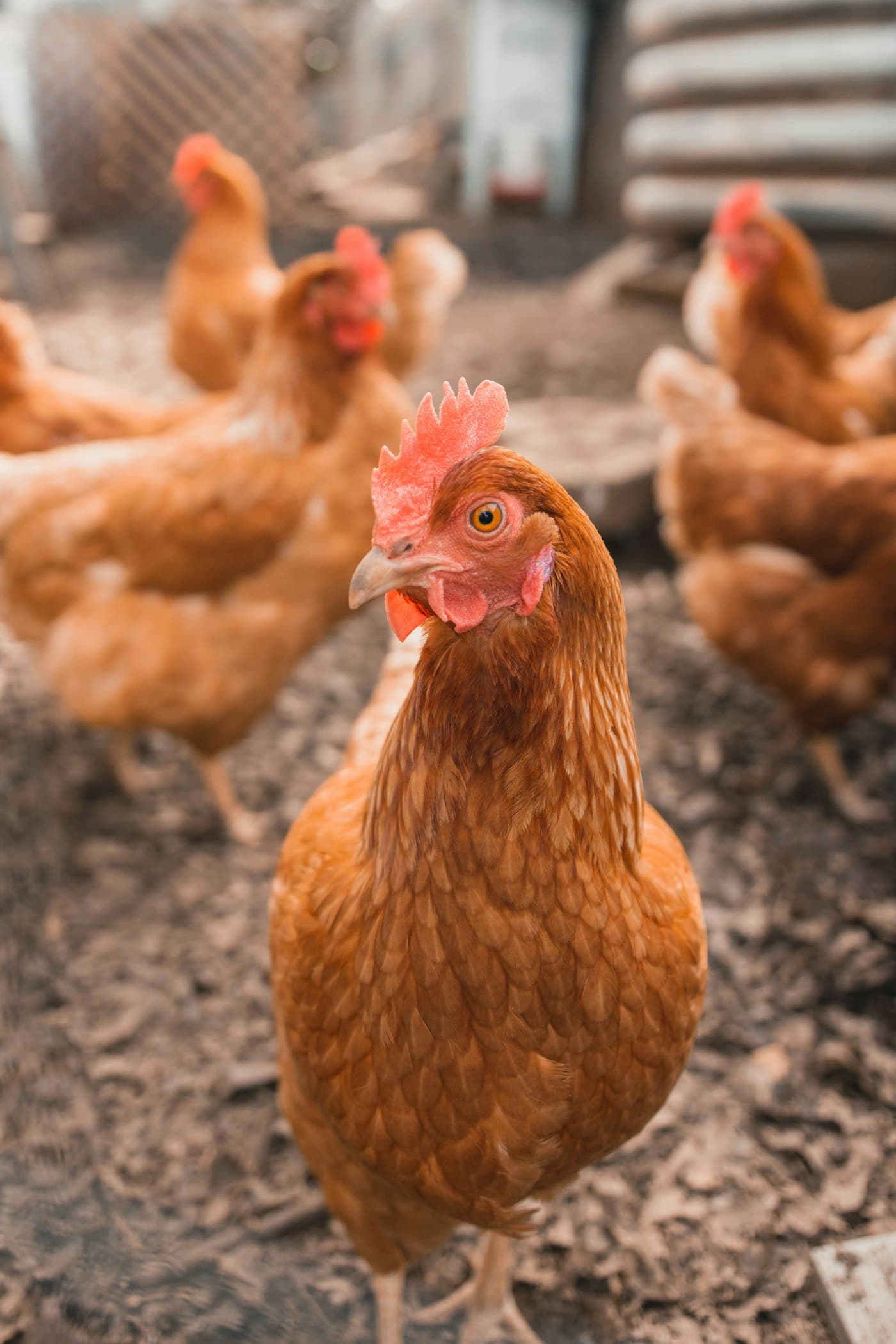 Brown hens at a poultry farm